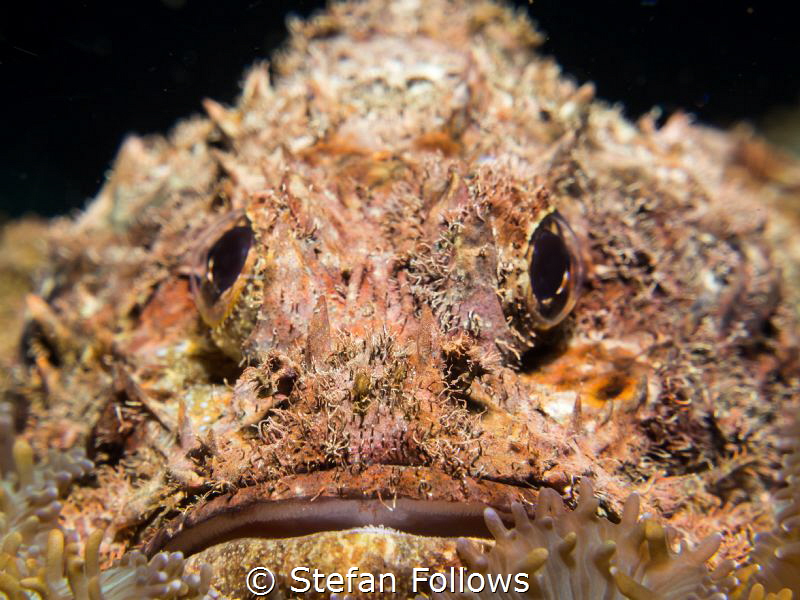Gotta' laugh ... Raggy Scorpianfish - Scorpaenopsis venos... by Stefan Follows 