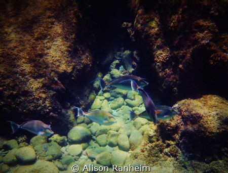 More Unicorns, Maui! by Alison Ranheim 