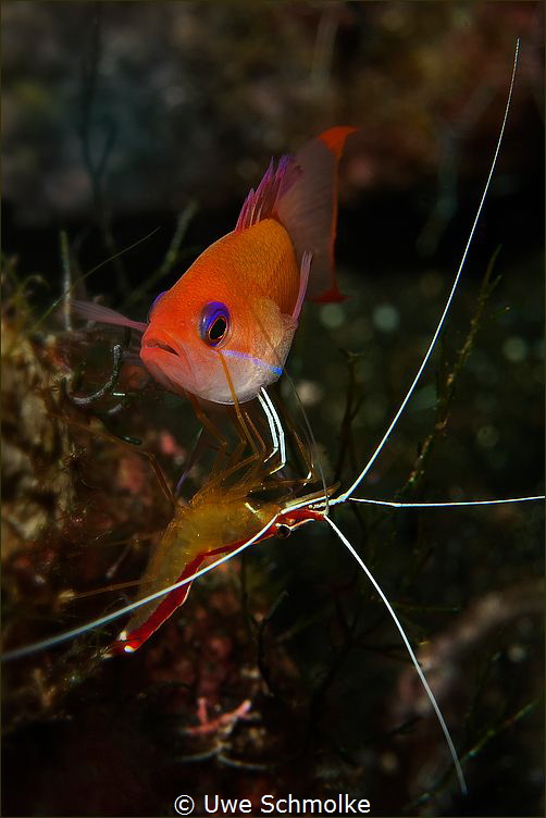 Anthias needs cleaning by Uwe Schmolke 