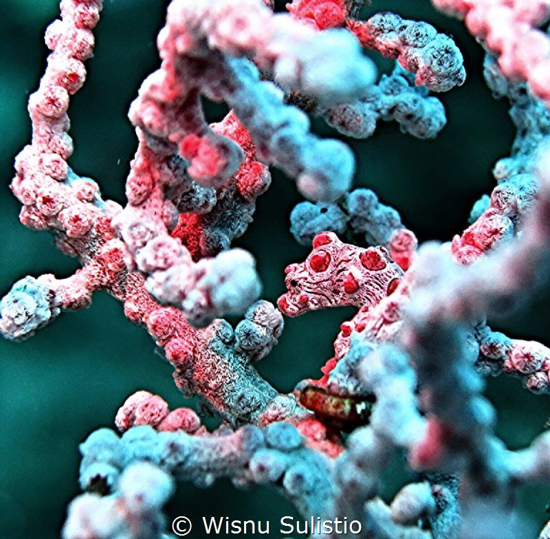 Pigmy seahorse at tulamben by Wisnu Sulistio 