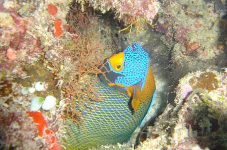 curious angelfish, South Male atoll, Maldives by Alessandro Reato 
