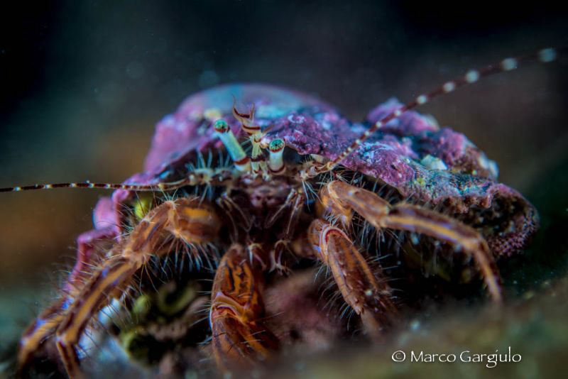 Little Pagurian Eyes by Marco Gargiulo 