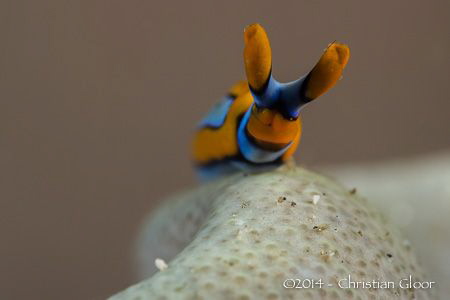 Thuridilla lineolata by Christian Gloor 