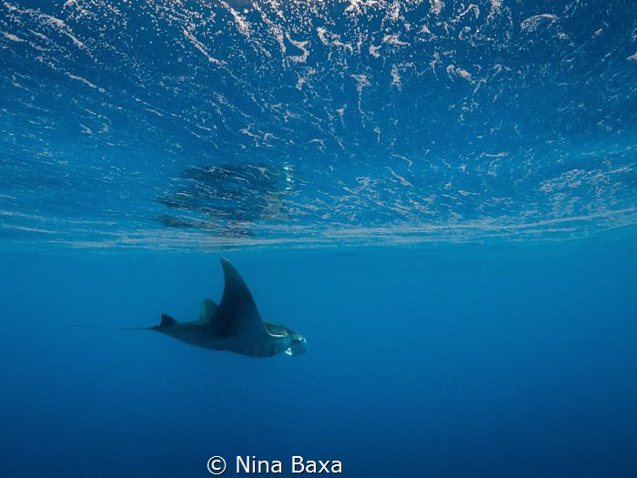 Egg-Rippled Surface – Manta birostris glides just below t... by Nina Baxa 