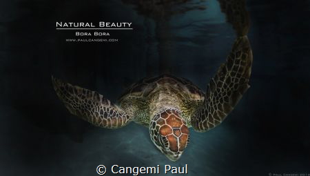 Green turtle in a nurserie by Cangemi Paul 