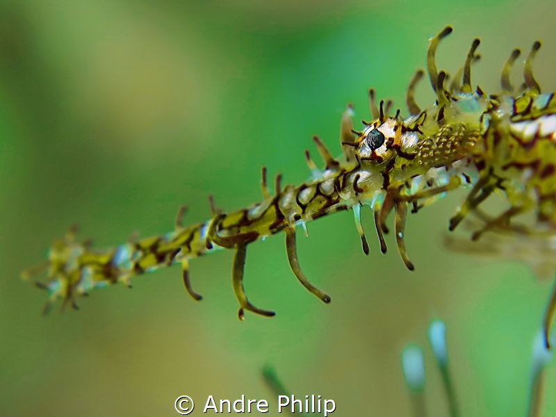Ghostpipe´s eye by Andre Philip 