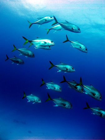 A small school of horse eye jacks passing by the wall at ... by Martin Spragg 