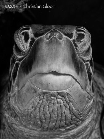 Closeup of a massive green turtle in Bunaken. Permanent r... by Christian Gloor 