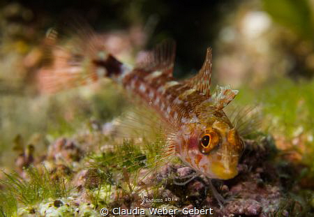 little cutie... by Claudia Weber-Gebert 
