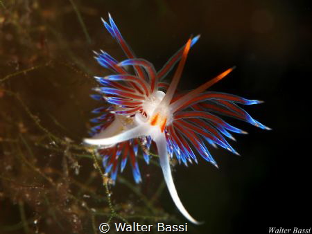 "THE BOW" by Walter Bassi 