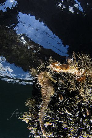 [:b:]Seahorse[:/b:] by Francesco Pacienza 
