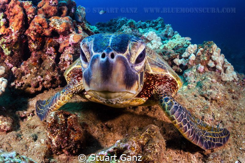 Hawaiian Honu by Stuart Ganz 