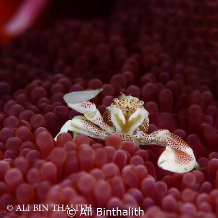 Porcelain Crab, Lembeh Strait by Ali Binthalith 