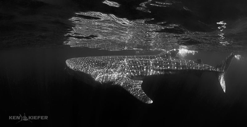 Dark Shark

Whale Shark ramming plankton by Ken Kiefer 