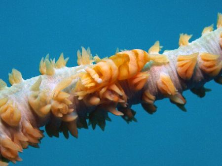 Shrimp/coral. c5060 macro by Joshua Miles 