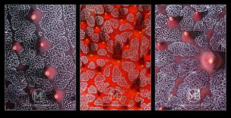 Super close-up of knobbed seastars by Arno Enzo 