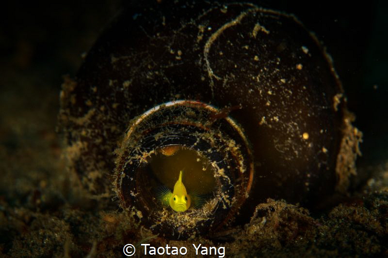 goby in bottle by Taotao Yang 
