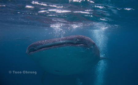 Whale Shark by Taco Cheung 