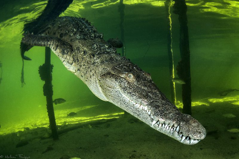 Crocodylus acutus_4 by Mathieu Foulquié 