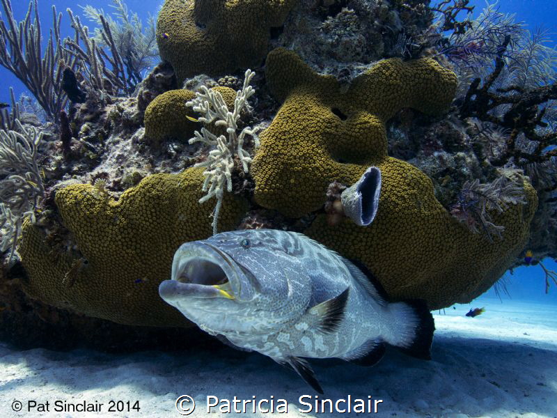 This was taken at a cleaning station right next to where ... by Patricia Sinclair 