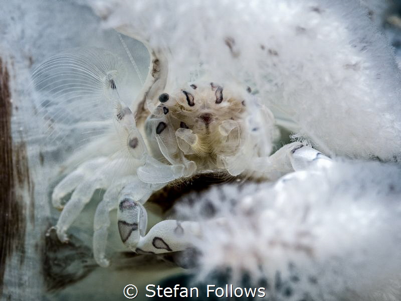 "In every real person a child is hidden that wants to pla... by Stefan Follows 
