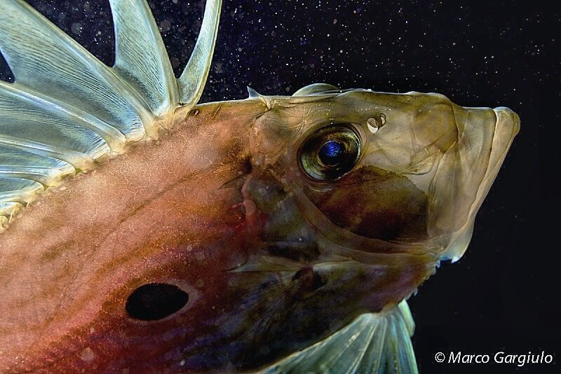 John Dory, night dive,  backlight by Marco Gargiulo 