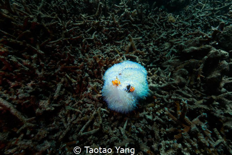 Nemo and sea anemone by Taotao Yang 