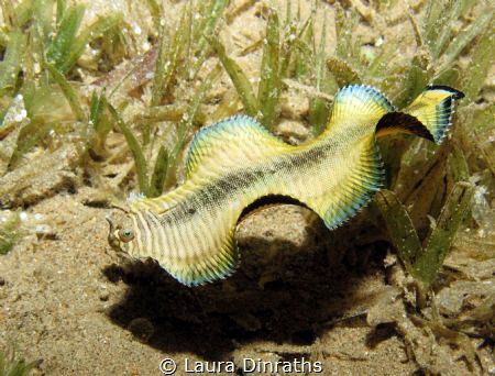 Banded sole undulating over seagrass at night by Laura Dinraths 