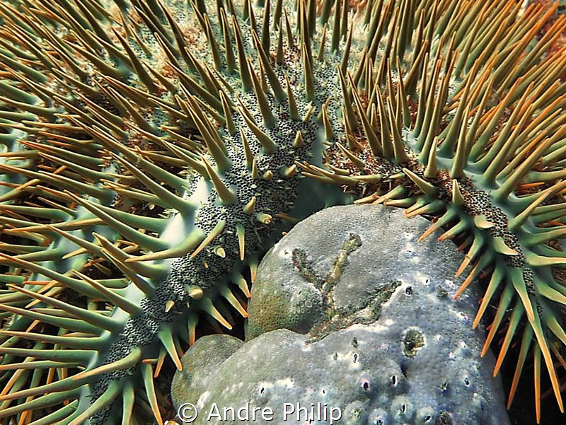 Crown of Thorns and the result of her deadly work:  kille... by Andre Philip 