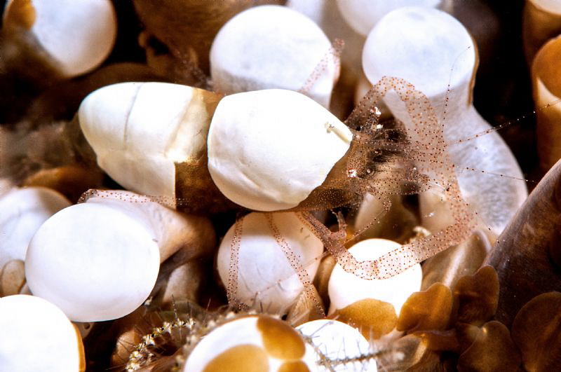 Hamopontonia corallicola. A master of camouflage. by Mehmet Salih Bilal 