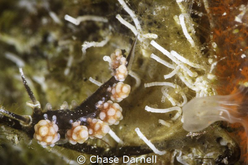 Macro life on the Kittiwake by Chase Darnell 