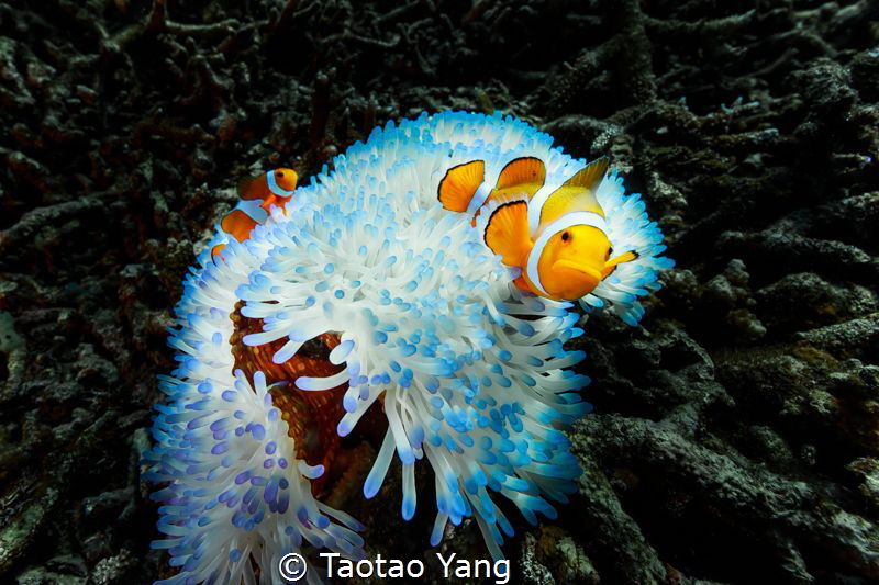 Life is the flower by Taotao Yang 