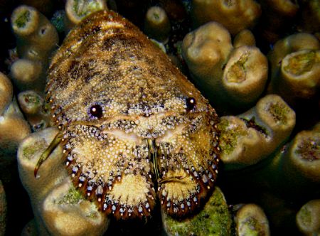 Slipper Lobster at Night by Beate Krebs 