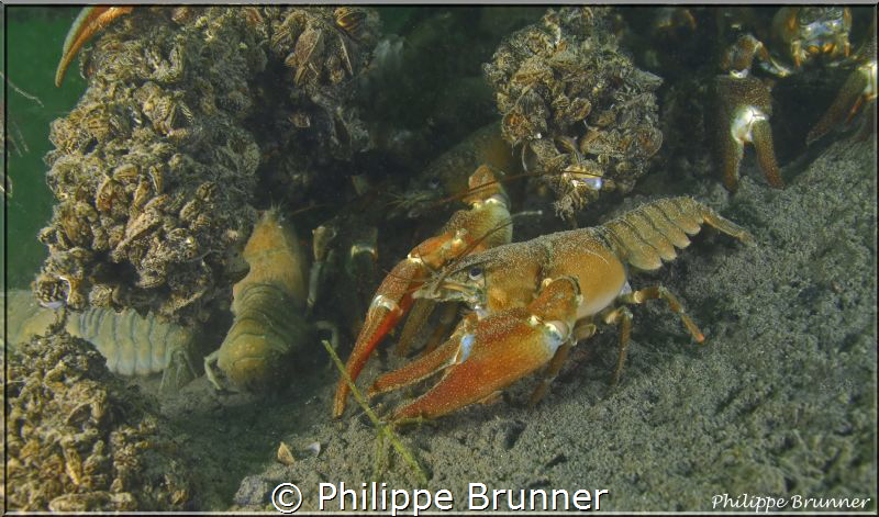Crayfish by Philippe Brunner 