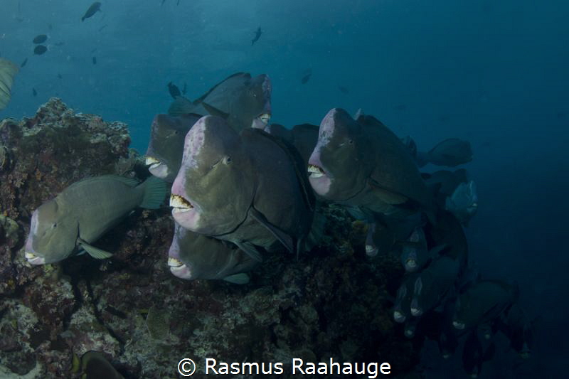 Bumphead Parrotfish by Rasmus Raahauge 