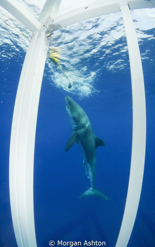 Guadalupe White Shark playing the role of Charlie Brown. by Morgan Ashton 