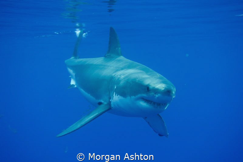 Checking out the divers in the buffet cage in Guadalupe. by Morgan Ashton 