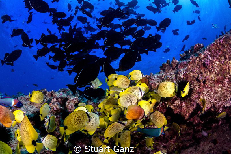 Fish soup by Stuart Ganz 