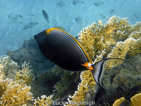 Surgeonfish by Lucio Valgimigli 