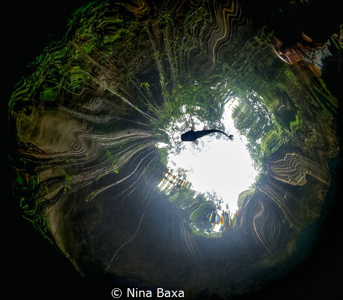 Whiskers - A broader view of a little Rhamdia Catfish,Ik ... by Nina Baxa 