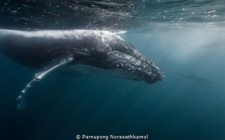 Eyes to eyes by Parnupong Norasethkamol 