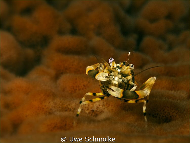 Stand up and fight by Uwe Schmolke 