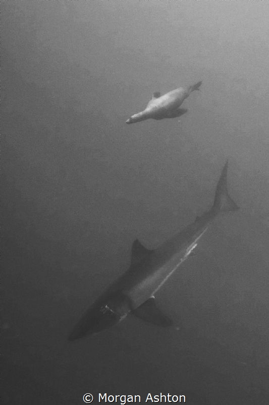 Risk-taking is not just a human pursuit. Sea lion and "fr... by Morgan Ashton 