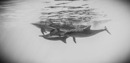 Dolphin Reef, Red Sea by Eddy Van Lier 