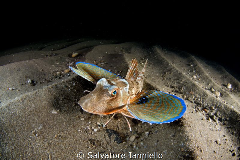 night meetings by Salvatore Ianniello 