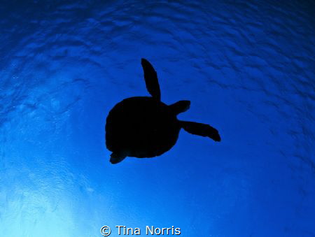Three legged turtle by Tina Norris 