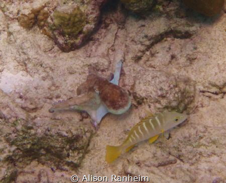 Here fishy fishy... pay no attention to the Octopus shape... by Alison Ranheim 