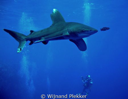 Oceanic whitetip cruising at Elphinstone Reef by Wijnand Plekker 