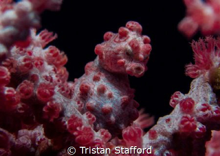 Pygmy Seahorse by Tristan Stafford 
