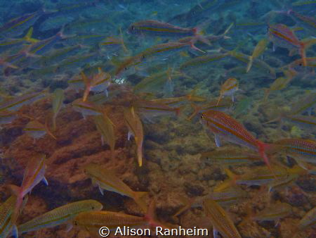 Fish Wall by Alison Ranheim 